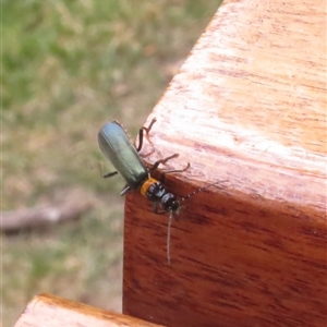 Chauliognathus lugubris at Acton, ACT - 31 Dec 2024 04:40 PM