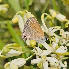 Nacaduba biocellata (Two-spotted Line-Blue) at Bombay, NSW - 1 Jan 2025 by MatthewFrawley