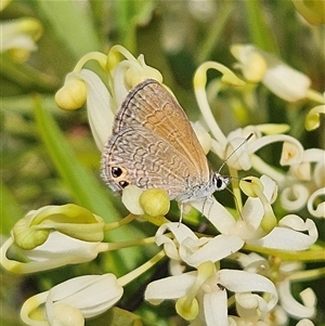 Nacaduba biocellata at Bombay, NSW - 1 Jan 2025