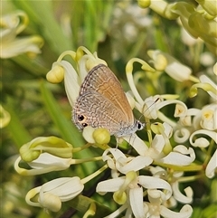 Nacaduba biocellata at Bombay, NSW - 1 Jan 2025 05:05 PM