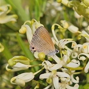 Nacaduba biocellata at Bombay, NSW - 1 Jan 2025