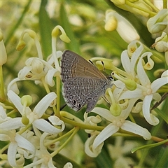 Nacaduba biocellata at Bombay, NSW - 1 Jan 2025 05:05 PM