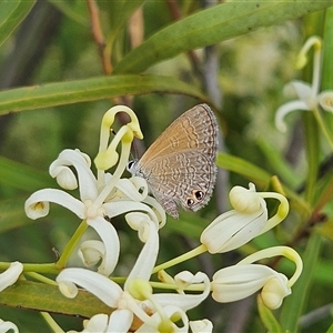 Nacaduba biocellata at Bombay, NSW - 1 Jan 2025