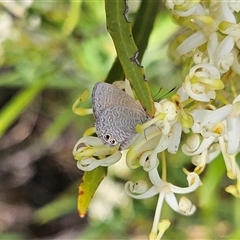 Nacaduba biocellata at Bombay, NSW - 1 Jan 2025