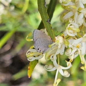 Nacaduba biocellata at Bombay, NSW - 1 Jan 2025