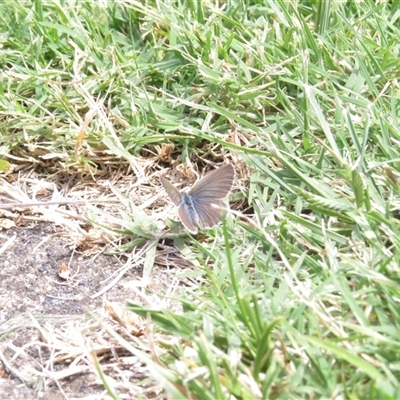 Zizina otis (Common Grass-Blue) at Kambah, ACT - 31 Dec 2024 by GirtsO
