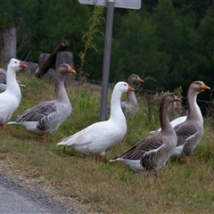 Anser anser (Greylag Goose (Domestic type)) at Deua River Valley, NSW - 12 May 2017 by AlisonMilton