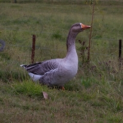 Anser anser at Deua River Valley, NSW - 12 May 2017 03:53 PM