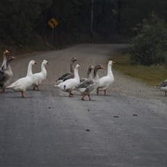 Anser anser at Deua River Valley, NSW - 12 May 2017 03:53 PM