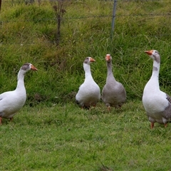 Anser anser at Deua River Valley, NSW - 12 May 2017 03:53 PM