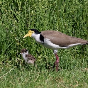 Vanellus miles (Masked Lapwing) at Eden, NSW by AlisonMilton