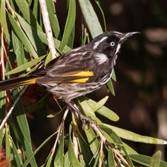 Phylidonyris novaehollandiae (New Holland Honeyeater) at Eden, NSW - 9 Nov 2018 by AlisonMilton