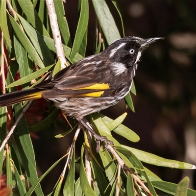 Phylidonyris novaehollandiae (New Holland Honeyeater) at Eden, NSW - 8 Nov 2018 by AlisonMilton