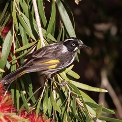 Phylidonyris novaehollandiae at Eden, NSW - 9 Nov 2018 06:32 AM