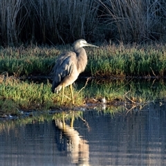 Egretta novaehollandiae (White-faced Heron) at Eden, NSW - 7 Nov 2018 by AlisonMilton