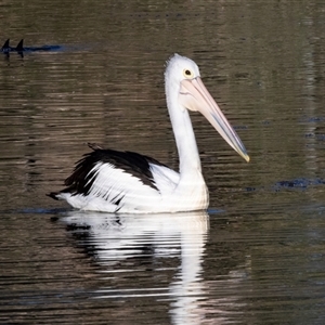 Pelecanus conspicillatus at Eden, NSW - 8 Nov 2018 05:31 AM