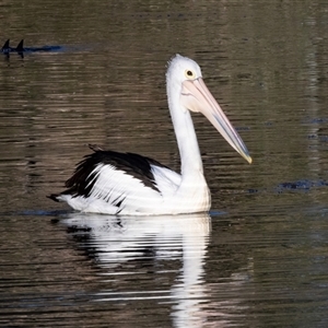 Pelecanus conspicillatus (Australian Pelican) at Eden, NSW by AlisonMilton