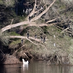 Microcarbo melanoleucos (Little Pied Cormorant) at Eden, NSW - 7 Nov 2018 by AlisonMilton