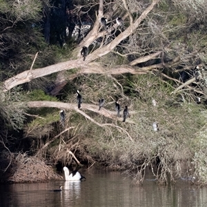 Microcarbo melanoleucos (Little Pied Cormorant) at Eden, NSW by AlisonMilton