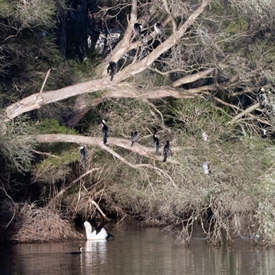 Microcarbo melanoleucos (Little Pied Cormorant) at Eden, NSW - 8 Nov 2018 by AlisonMilton