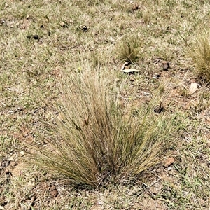 Nassella trichotoma (Serrated Tussock) at Bungonia, NSW by DrDJDavidJ