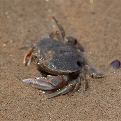 Scylla serrata at Boydtown, NSW - 8 Nov 2018 by AlisonMilton