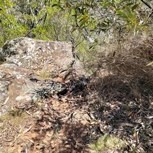 Varanus varius at Windellama, NSW - suppressed