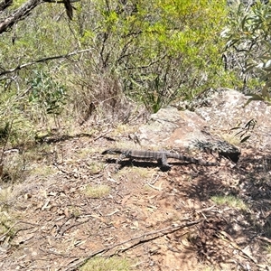 Varanus varius at Windellama, NSW - suppressed