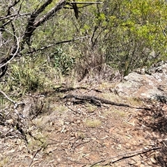 Varanus varius at Windellama, NSW - suppressed