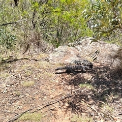 Varanus varius at Windellama, NSW - suppressed