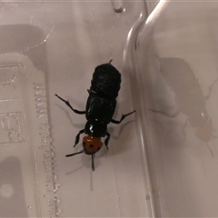 Creophilus erythrocephalus (Devil's coach horse, Rove beetle) by jmcleod