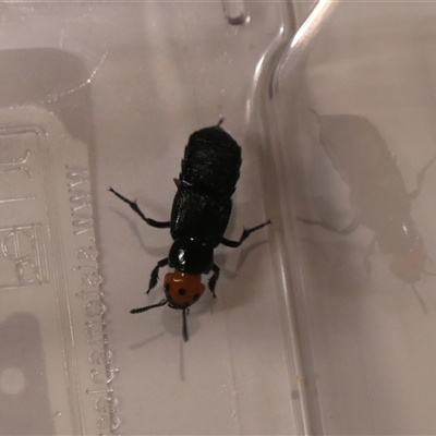 Creophilus erythrocephalus (Devil's coach horse, Rove beetle) by jmcleod