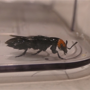 Creophilus erythrocephalus at Weston, ACT - suppressed