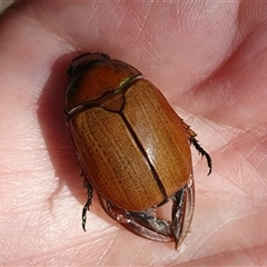 Anoplognathus brunnipennis at Penrose, NSW - 31 Dec 2024 by Aussiegall