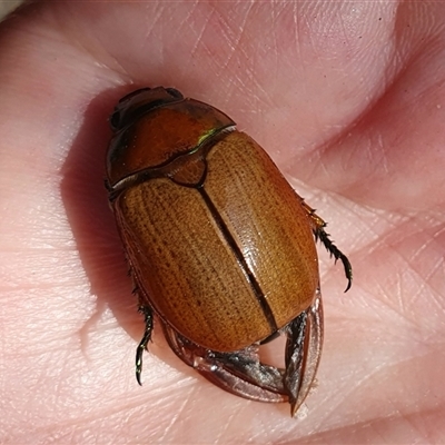 Anoplognathus brunnipennis at Penrose, NSW - 31 Dec 2024 by Aussiegall