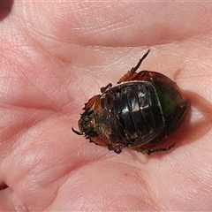 Anoplognathus brunnipennis at Penrose, NSW - suppressed