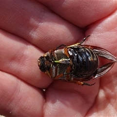 Anoplognathus brunnipennis at Penrose, NSW - suppressed