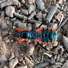 Ectomocoris patricius (Ground assassin bug) at Ainslie, ACT - 1 Jan 2025 by Pirom