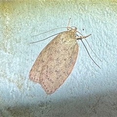 Garrha carnea (A concealer moth) at Ainslie, ACT - 5 Dec 2024 by Pirom