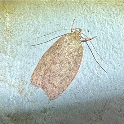 Garrha carnea (A concealer moth) at Ainslie, ACT - 5 Dec 2024 by Pirom