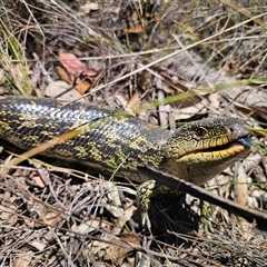 Tiliqua nigrolutea (Blotched Blue-tongue) at Captains Flat, NSW - 29 Dec 2024 by Csteele4