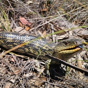 Tiliqua nigrolutea (Blotched Blue-tongue) at Captains Flat, NSW by Csteele4