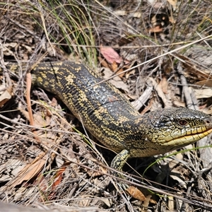 Tiliqua nigrolutea at Captains Flat, NSW - 29 Dec 2024 12:46 PM