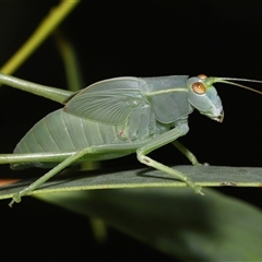 Caedicia simplex (Common Garden Katydid) at Acton, ACT - 1 Jan 2025 by TimL