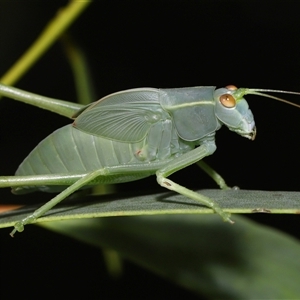 Caedicia simplex (Common Garden Katydid) at Acton, ACT by TimL