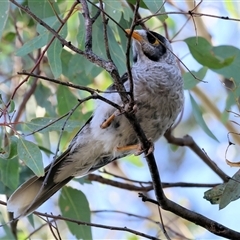 Manorina melanocephala (Noisy Miner) at Bandiana, VIC - 31 Dec 2024 by KylieWaldon