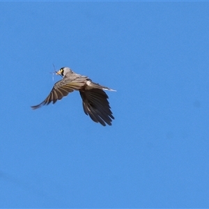 Manorina melanocephala at Bandiana, VIC - 31 Dec 2024