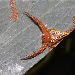 Arkys walckenaeri (Triangle spider) at Acton, ACT - 1 Jan 2025 by TimL