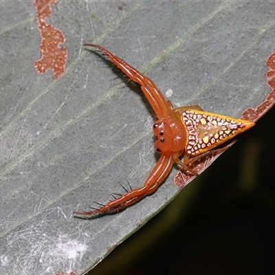 Arkys walckenaeri (Triangle spider) at Acton, ACT - 1 Jan 2025 by TimL