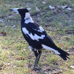 Gymnorhina tibicen (Australian Magpie) at Bandiana, VIC - 30 Dec 2024 by KylieWaldon